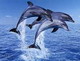 Dolphin آواتار ها